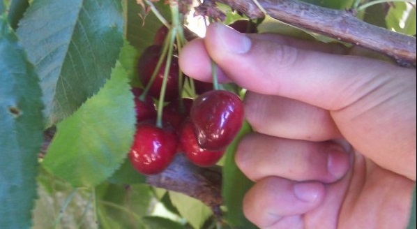 cherry_pick